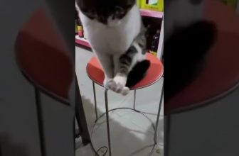 Entspannt sitzen! 😃 😄 😁  Lustige Katzenvideos #Shorts