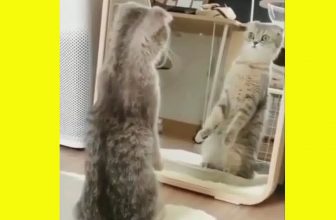 Erstaunte Katzen – Lustige Katzenvideos