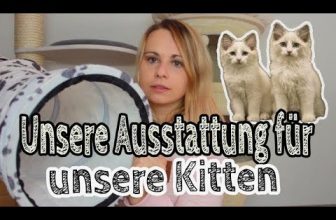 Erstausstattung für unsere Katzen | Kratzbaum | Katzenfutter | Katzenklo | Spielzeug | Katzenstreu