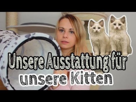 Erstausstattung für unsere Katzen | Kratzbaum | Katzenfutter | Katzenklo | Spielzeug | Katzenstreu