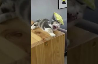 Fehleinschätzung! 😁 😆 😅 Lustige Katzenvideos #Shorts