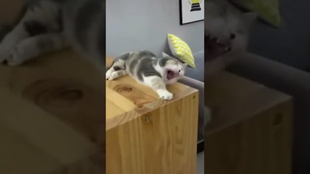 Fehleinschätzung! 😁 😆 😅 Lustige Katzenvideos #Shorts