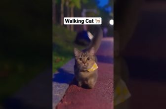 Fluffy Cat Walking on the road 🐈 #cats #meow #catshorts #cat