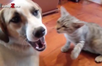 Funny Cats   A Funny Cat Videos Compilation 2016  NEW HD Moj Masti