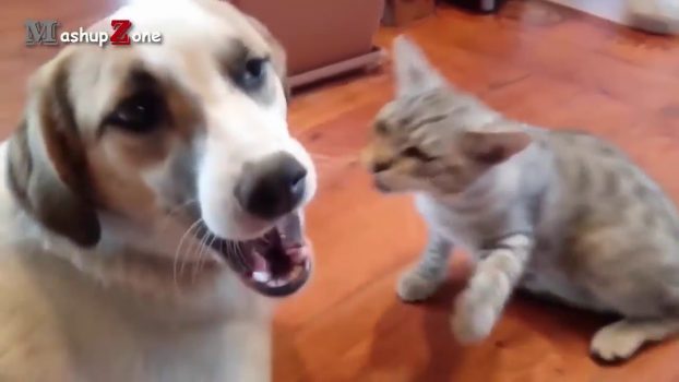 Funny Cats   A Funny Cat Videos Compilation 2016  NEW HD Moj Masti