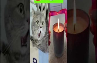 Funny cat | cute cats and dogs reaction animals doing funny things #funnycats #shorts #cats #559