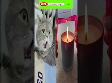 Funny cat | cute cats and dogs reaction animals doing funny things #funnycats #shorts #cats #559