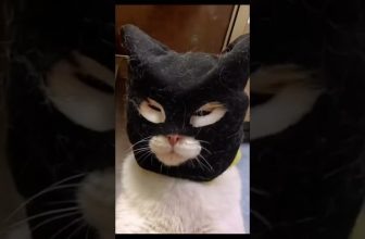 Gangster Katze #Shorts #Katzenvideos