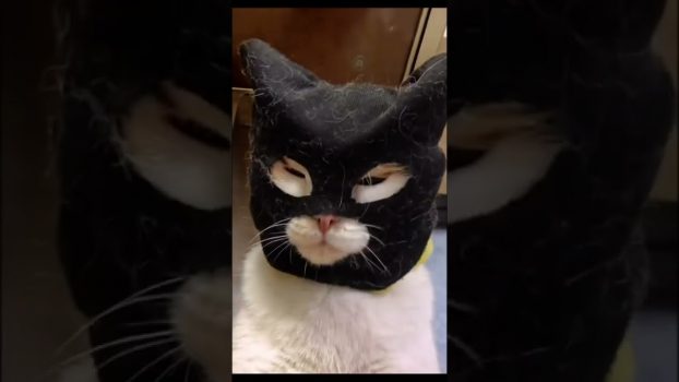 Gangster Katze #Shorts #Katzenvideos