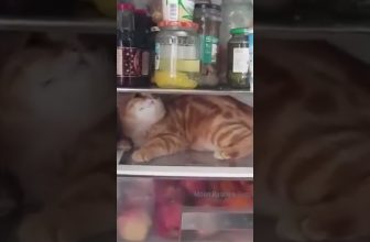 Hauptsache Essen! 😀 Lustige Katzenvideos #Shorts