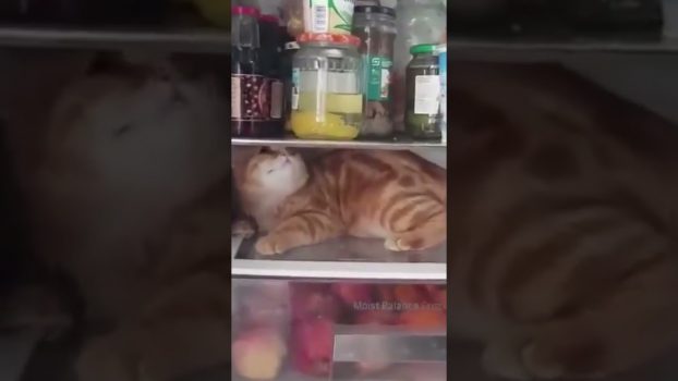 Hauptsache Essen! 😀 Lustige Katzenvideos #Shorts