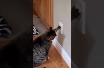 Hauptsache es klappert 😅 😂 🤣 Lustige Katzenvideos #shorts