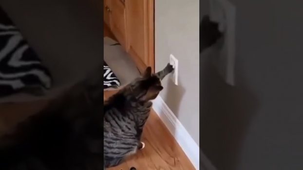 Hauptsache es klappert 😅 😂 🤣 Lustige Katzenvideos #shorts