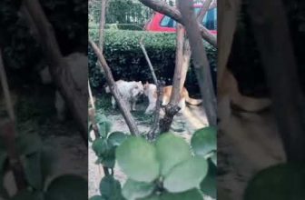 Heimliches Katzenflirt / Lustige Katzenvideos #Shorts