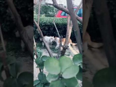 Heimliches Katzenflirt / Lustige Katzenvideos #Shorts