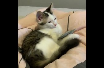 Henni ist müde 😴🐈 😻lustige Katzenvideos 😹 #shorts #cats