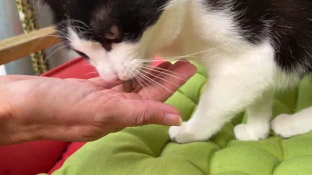 How to give cats pills | Easy Pills | Tablettengabe bei Katzen🙀lustige Katzenvideos😻#cats