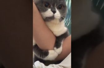 „Ich lasse dich einfach nicht mehr los!“  😄 Lustige Katzenvideos #Shorts