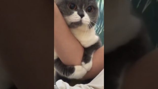 „Ich lasse dich einfach nicht mehr los!“  😄 Lustige Katzenvideos #Shorts