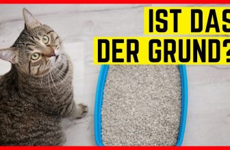 KATZE GEHT NICHT AUFS KATZENKLO – Gründe & Hilfe