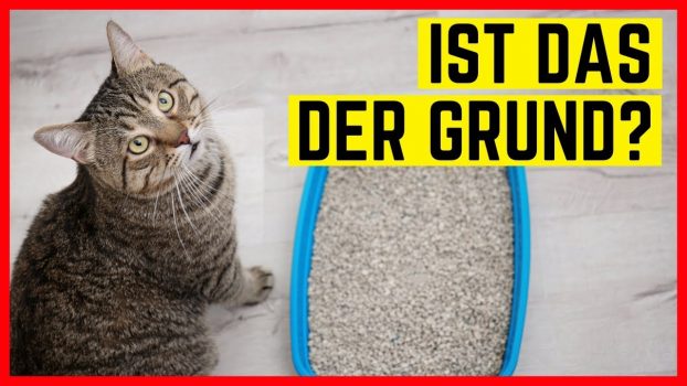 KATZE GEHT NICHT AUFS KATZENKLO – Gründe & Hilfe