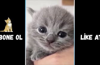 KOMİK KEDİ VİDEOLARI #1 | FUNNY CAT VIDEOS #1 (GÜLMEKTEN ÖLECEKSİNİZ)  😂  😂
