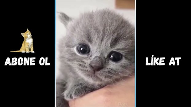 KOMİK KEDİ VİDEOLARI #1 | FUNNY CAT VIDEOS #1 (GÜLMEKTEN ÖLECEKSİNİZ)  😂  😂