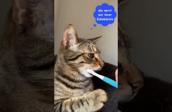 Kater Maxi lernt Zähneputzen 😹lustige Katzenvideos😻#shorts #cats