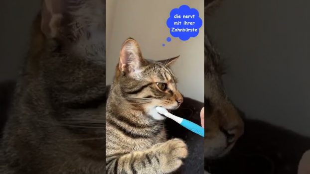 Kater Maxi lernt Zähneputzen 😹lustige Katzenvideos😻#shorts #cats