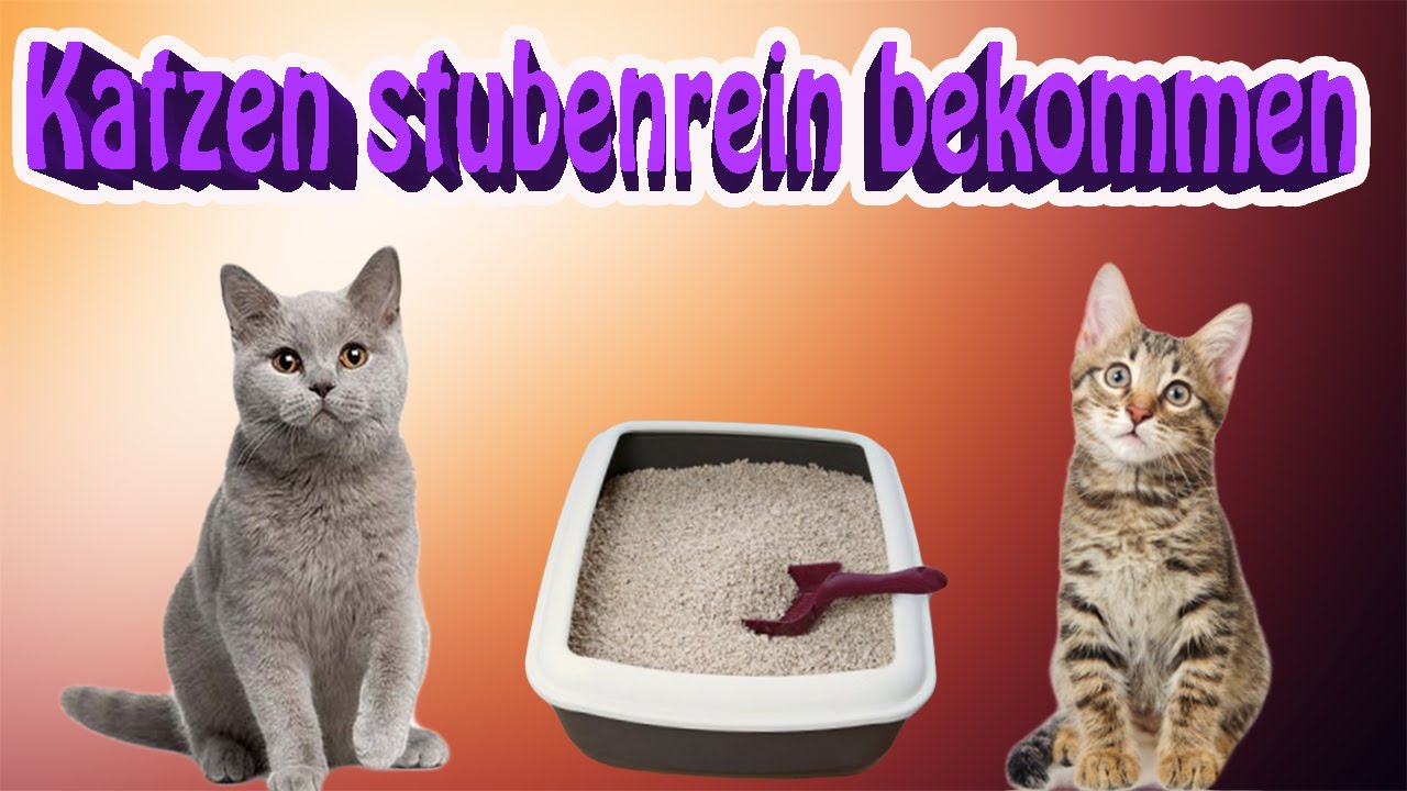 Katze stubenrein bekommen! So gewöhne ich meine Katze ans Katzenklo