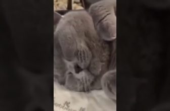 Katzen Wellness 😍 Lustige Katzenvideos #shorts