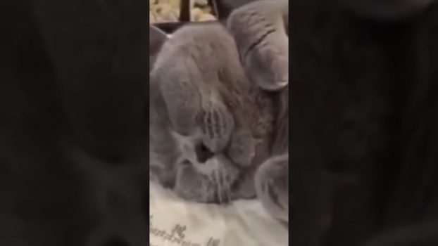 Katzen Wellness 😍 Lustige Katzenvideos #shorts