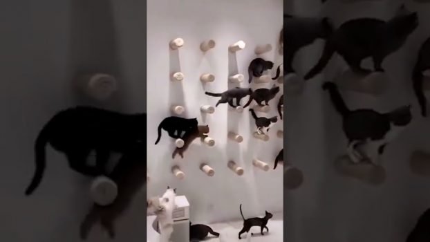 Katzen and der Wand 😆 😅 😂 – Lustige Katzenvideos #Shorts