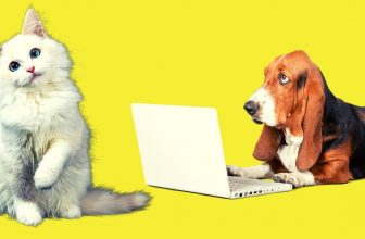 Katzen, die Hunde anfreunden….manchmal…😁 Lustige Katzenvideos