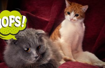 Katzen die ständig Ärger kriegen😍 🥰 😘 Lustige Katzenvideos