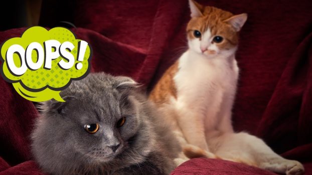 Katzen die ständig Ärger kriegen😍 🥰 😘 Lustige Katzenvideos