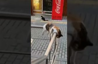 Katzen ganz entspannt 🥰 Lustige Katzenvideos #Shorts