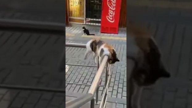 Katzen ganz entspannt 🥰 Lustige Katzenvideos #Shorts