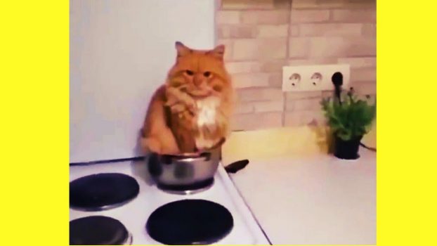 Katzen in der Küche  😍 🥰 😘 – Lustige Katzenvideos