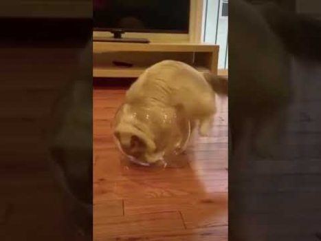 Katzen passen sich an 😍 🥰 😘  Lustige Katzenvideos #shorts