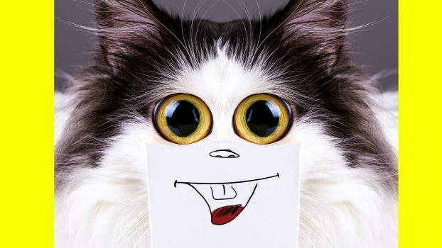 Katzen sind wunderbare Wesen 😍 🥰 😘 Lustige Katzenvideos