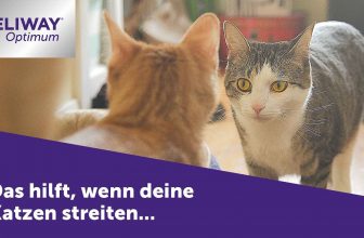 Katzen streiten sich ➤ FELIWAY Optimum hilft, wenn deine Katzen sich streiten
