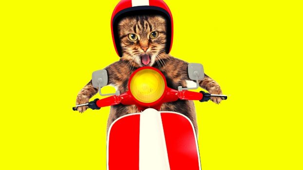 Katzen und ihre Beschäftigungen 😉 Lustige Katzenvideos