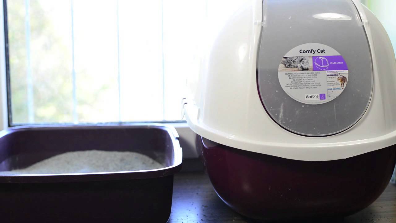 KatzenTipps – Thema: offene Katzentoilette vs geschlossene Katzentoilette – Einleitung (Teil 1/3)