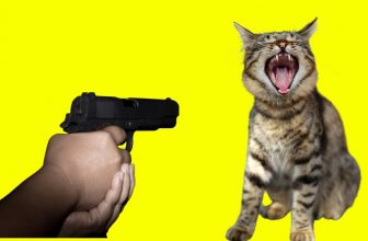 Katzendrama 😍 🥰 😘  Lustige Katzenvideos