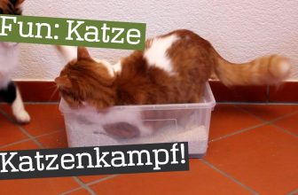 Katzenkampf ums Katzenklo