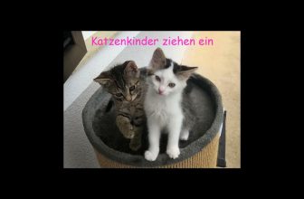 Katzenkinder ziehen ein (Kittens are moving in) 😻lustige Katzenvideos 😹#cats