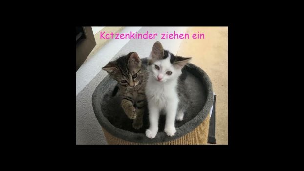 Katzenkinder ziehen ein (Kittens are moving in) 😻lustige Katzenvideos 😹#cats