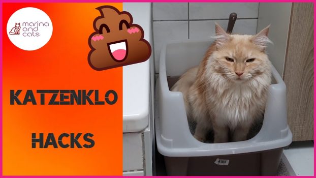 Katzenklo, ja das macht die Katze froh… | Hacks für *Weniger Gerüche  *Weniger Streu | Kosten