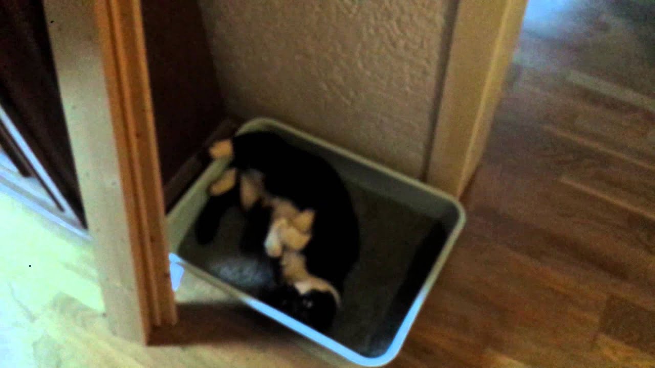 Katzenklo macht Katze froh